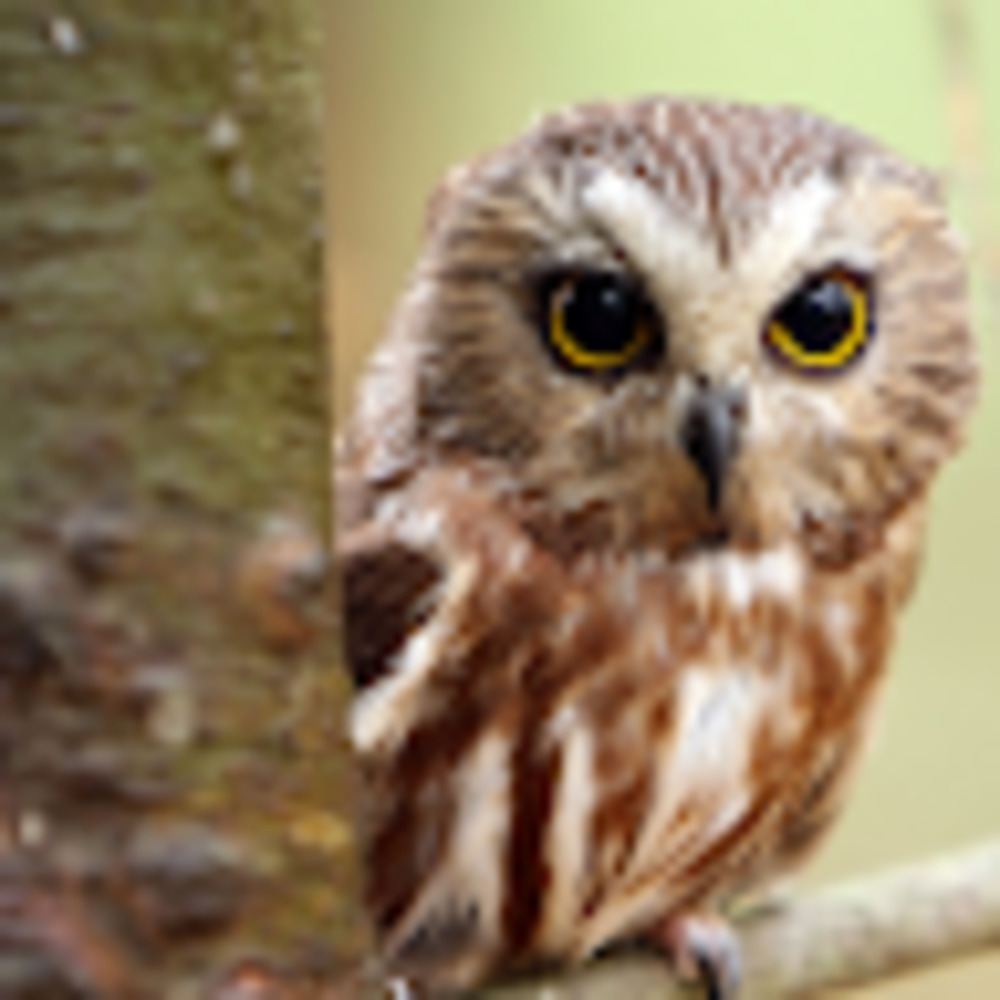 Meet your Posher, Michelle